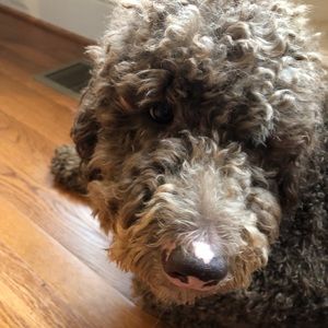 Meet your Posher, Todd